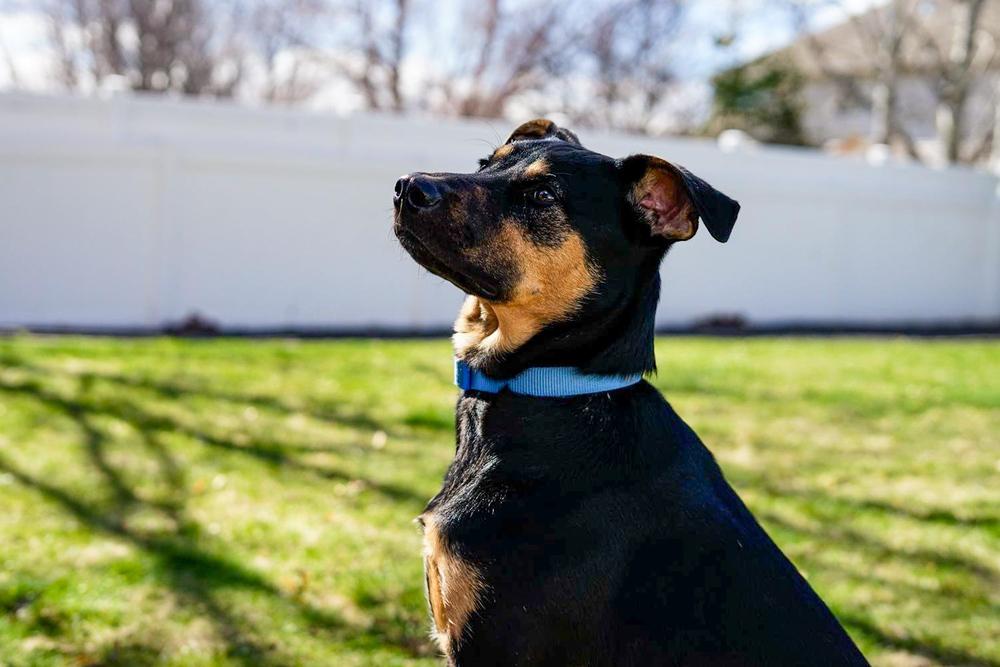 Enlarge Lover Boy, a Adoptable mixed breed in Spokane, WA image 4/6
