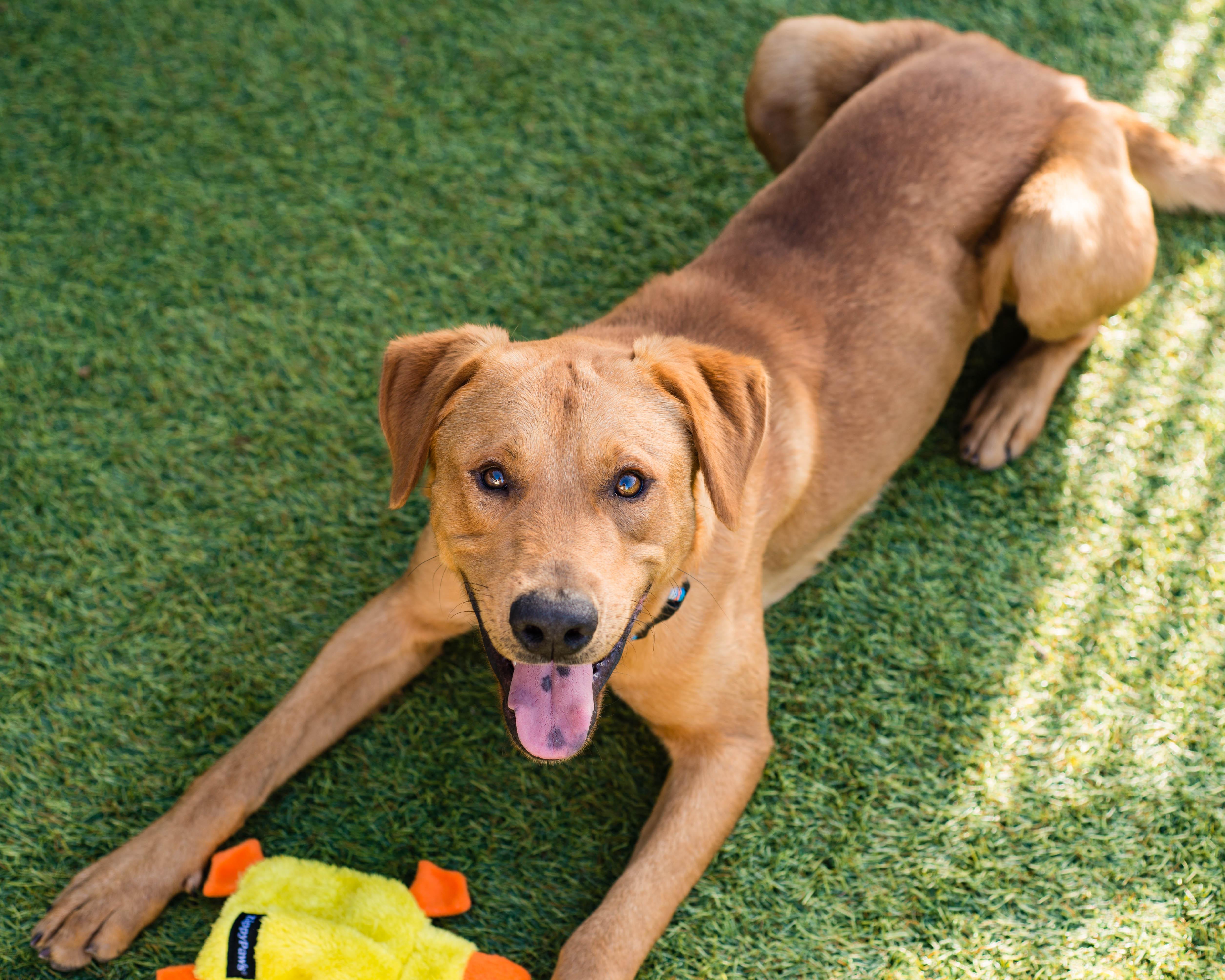 Enlarge Riker, an adoptable mixed breed in Mont Belvieu, TX image 3/3