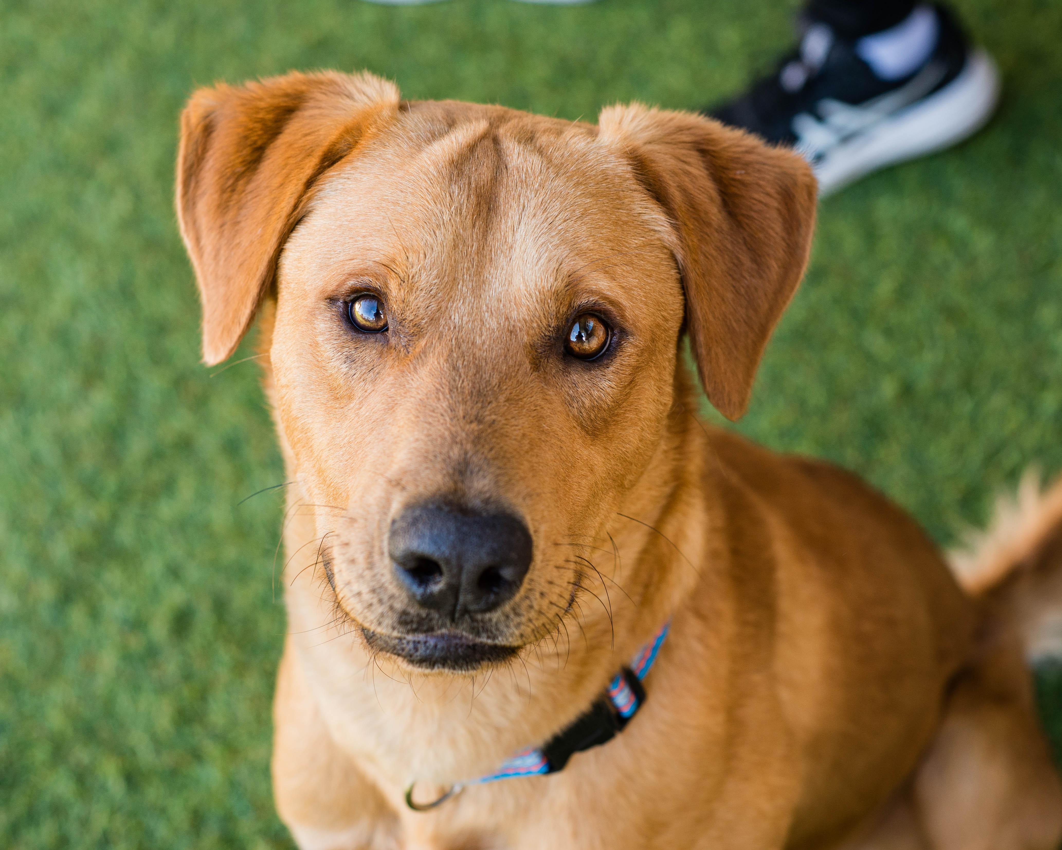 Riker, adoptable, Adult Male Labrador Retriever.