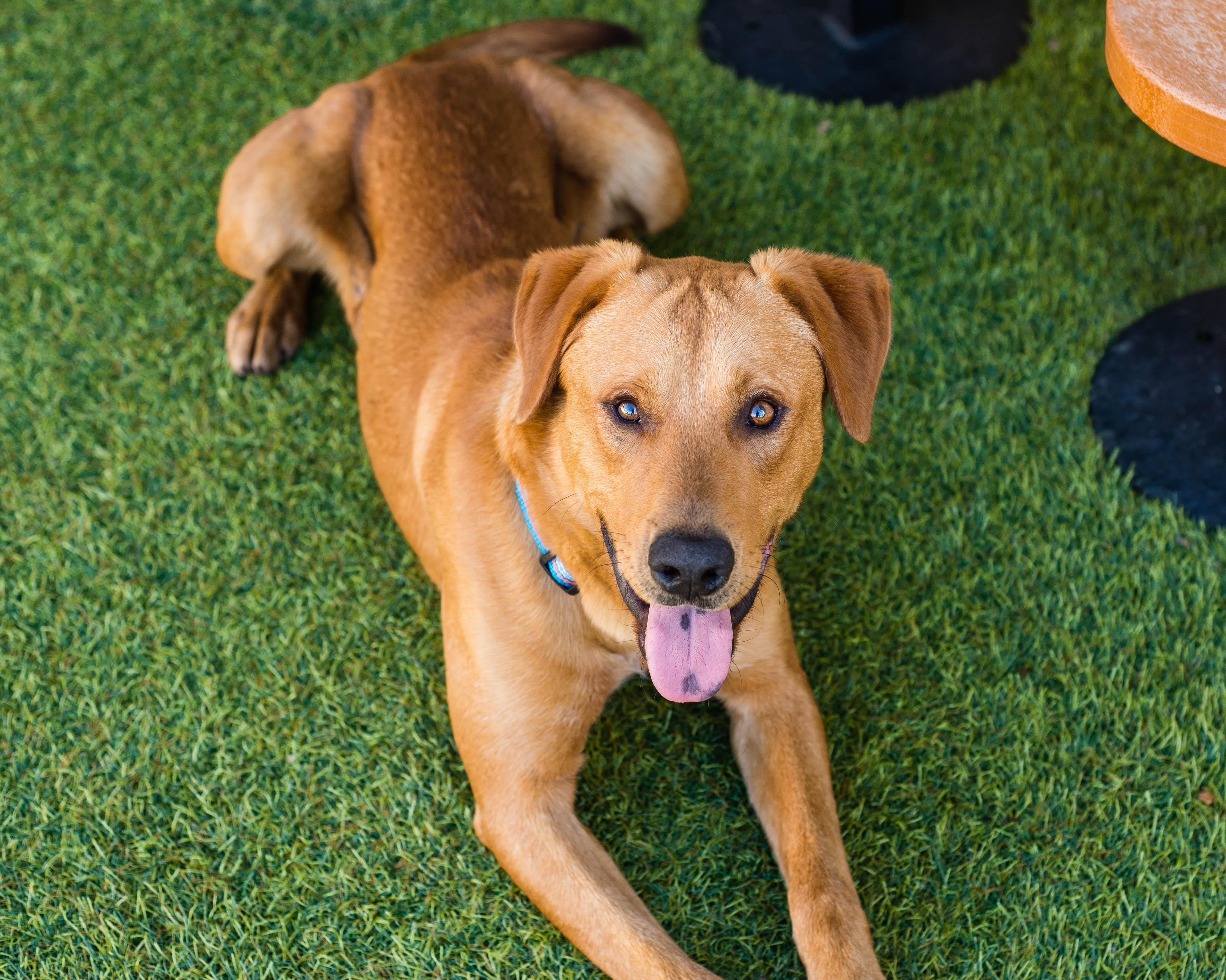 Enlarge Riker, an adoptable mixed breed in Mont Belvieu, TX image 2/3