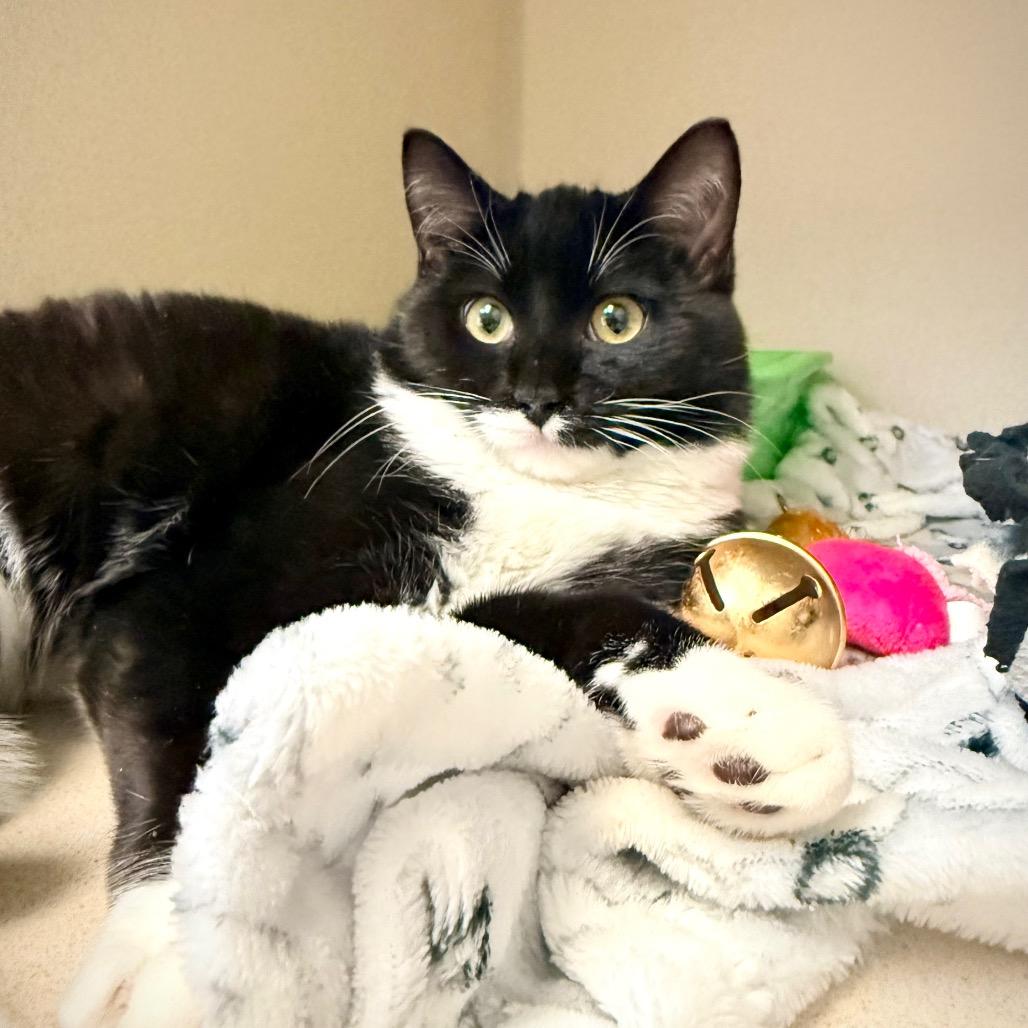 Tipper, a Adoptable Domestic Short Hair in Great Falls, MT image 3/5