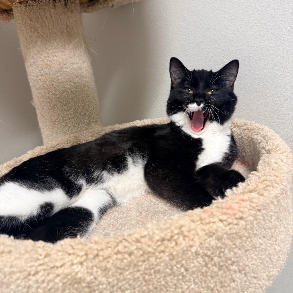 Tipper, a Adoptable Domestic Short Hair in Great Falls, MT image 4/5