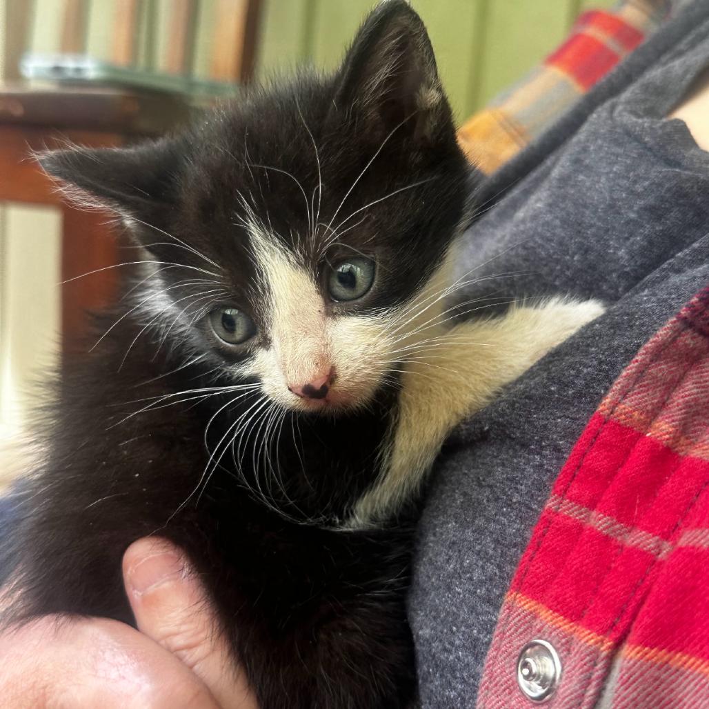 Tues day, Adoptable, Kitten Male Domestic Short Hair.