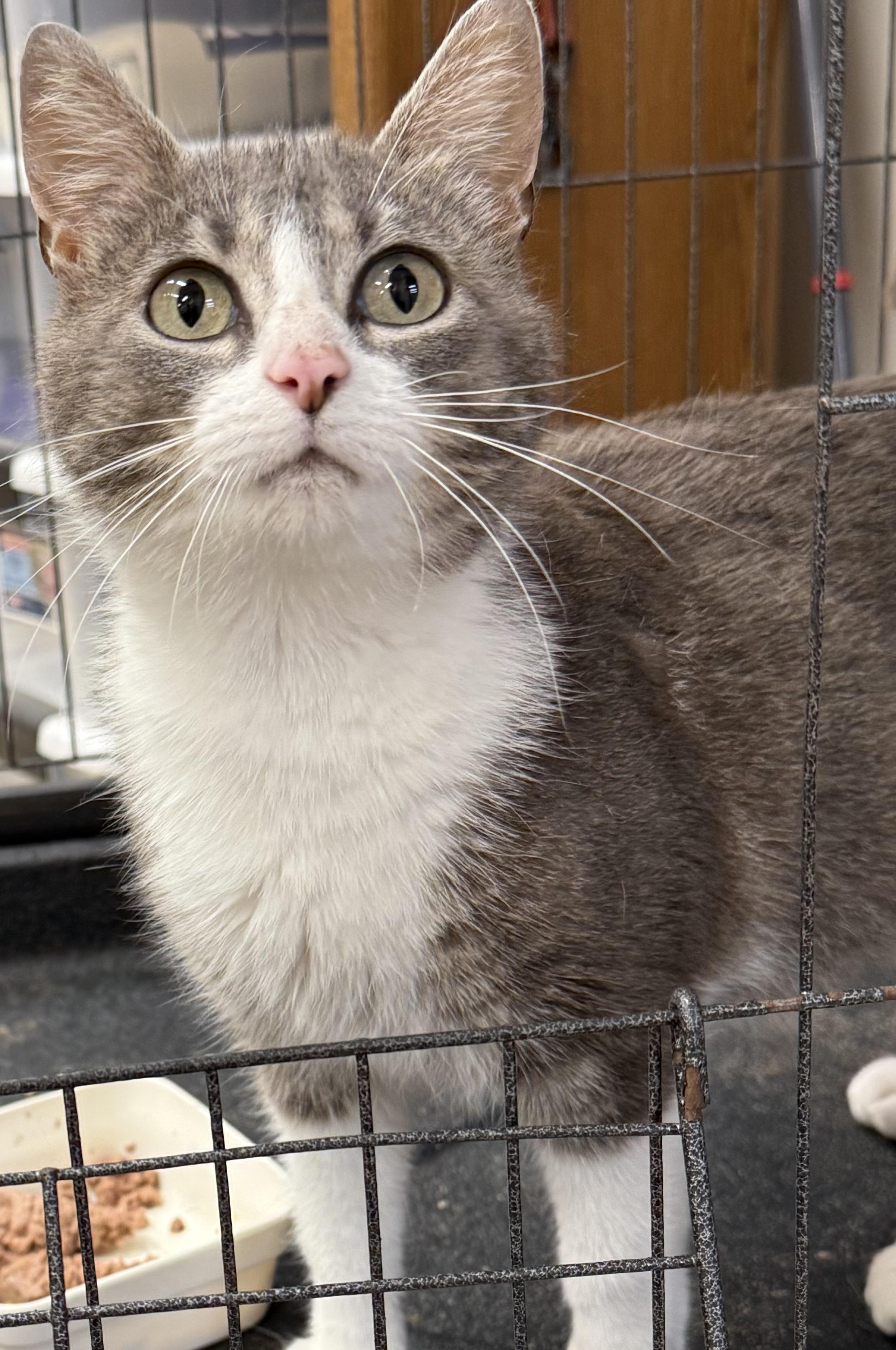 Enlarge Della, a ADOPTABLE Domestic Short Hair in Logan, OH image 1/1