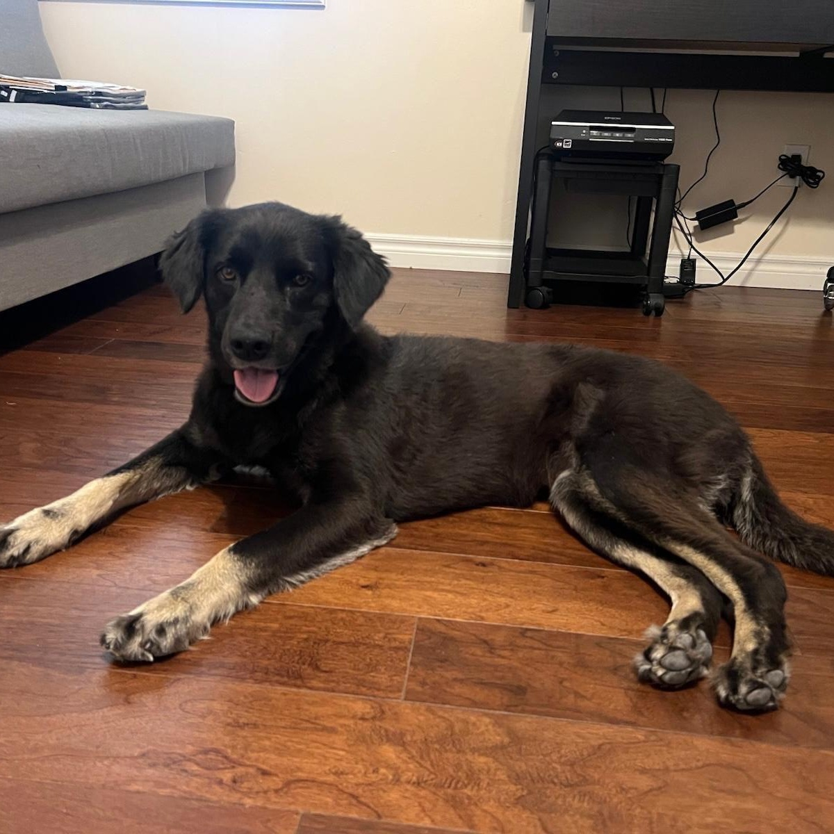 LucyFer, Adopted, Young Female Black Labrador Retriever.