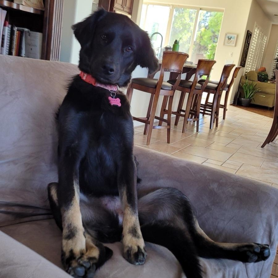 Enlarge LucyFer, a Adopted mixed breed in Chula Vista, CA image 2/4