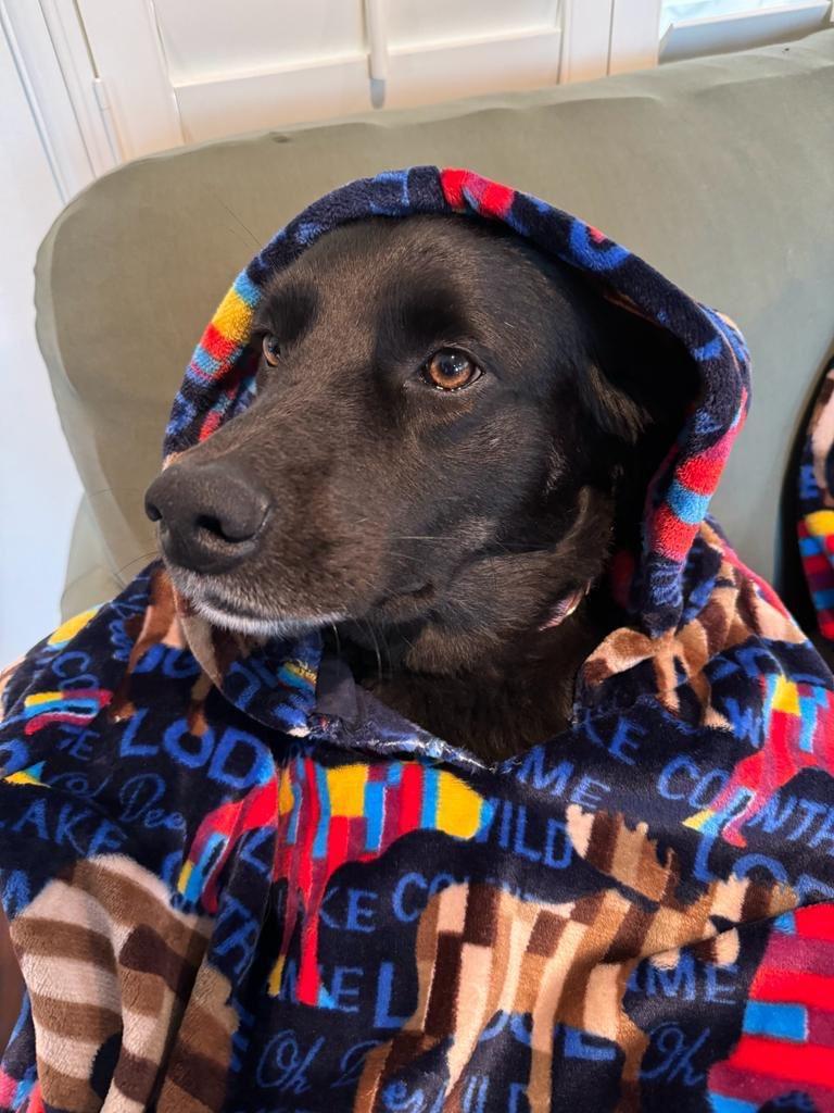 Enlarge LucyFer, a Adopted mixed breed in Chula Vista, CA image 4/4