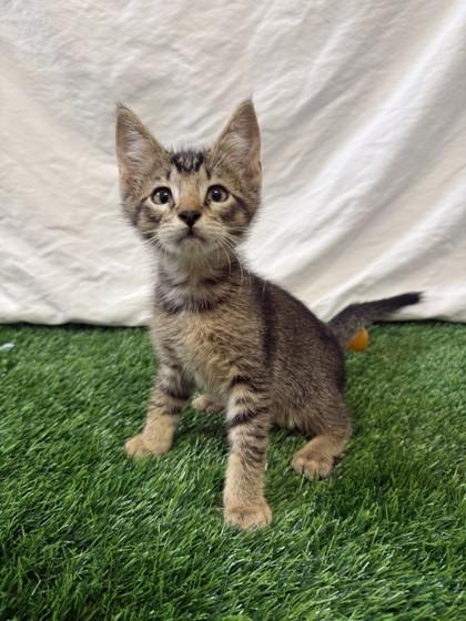 Jason Stackhouse, Adoptable, Kitten Male Domestic Short Hair.