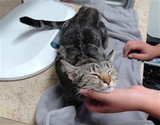 Enlarge APHRODITE, a Adoptable Domestic Short Hair in Albuquerque, NM image 1/1