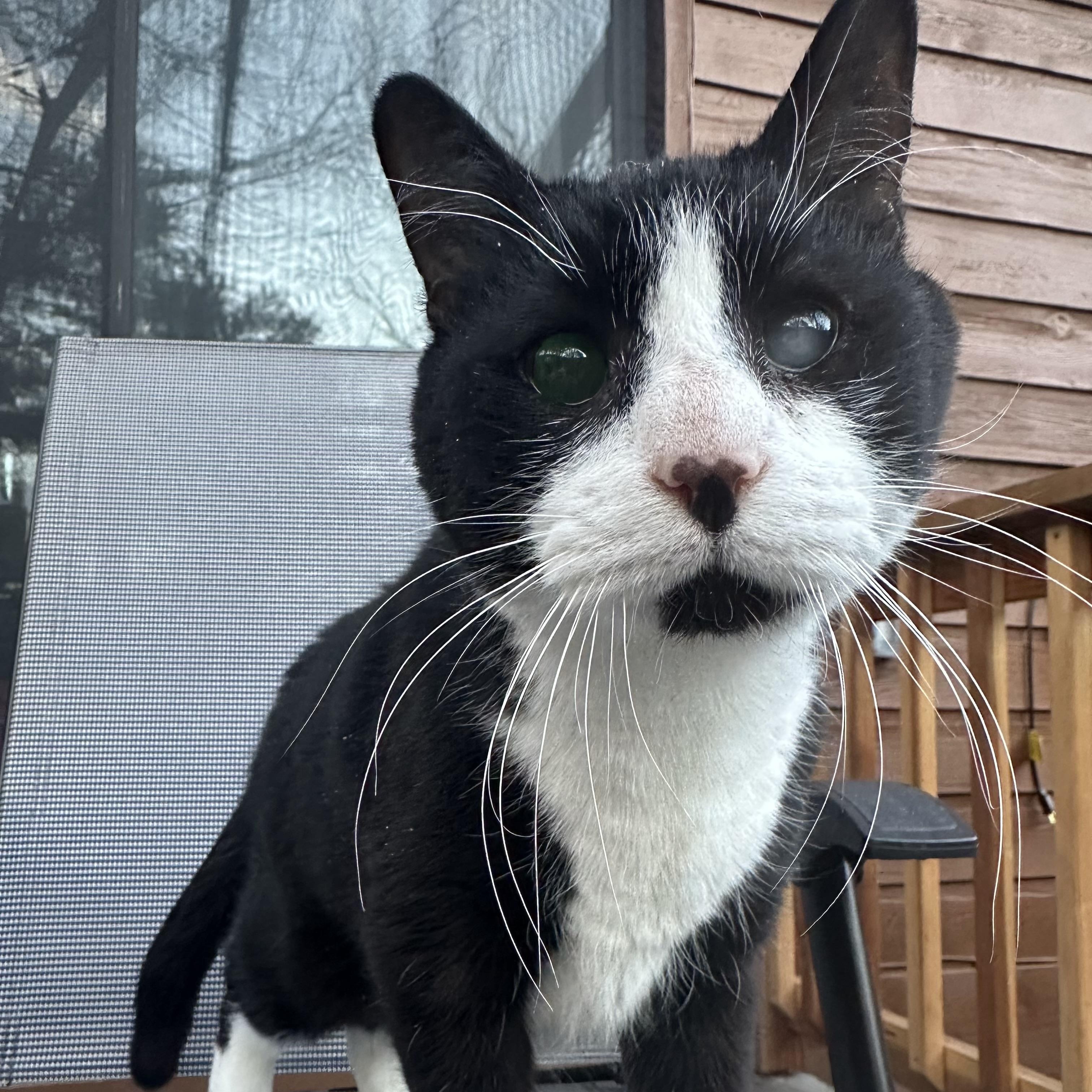 Enlarge Peanut in Colorado, a ADOPTABLE Domestic Short Hair in Boulder, CO image 1/6