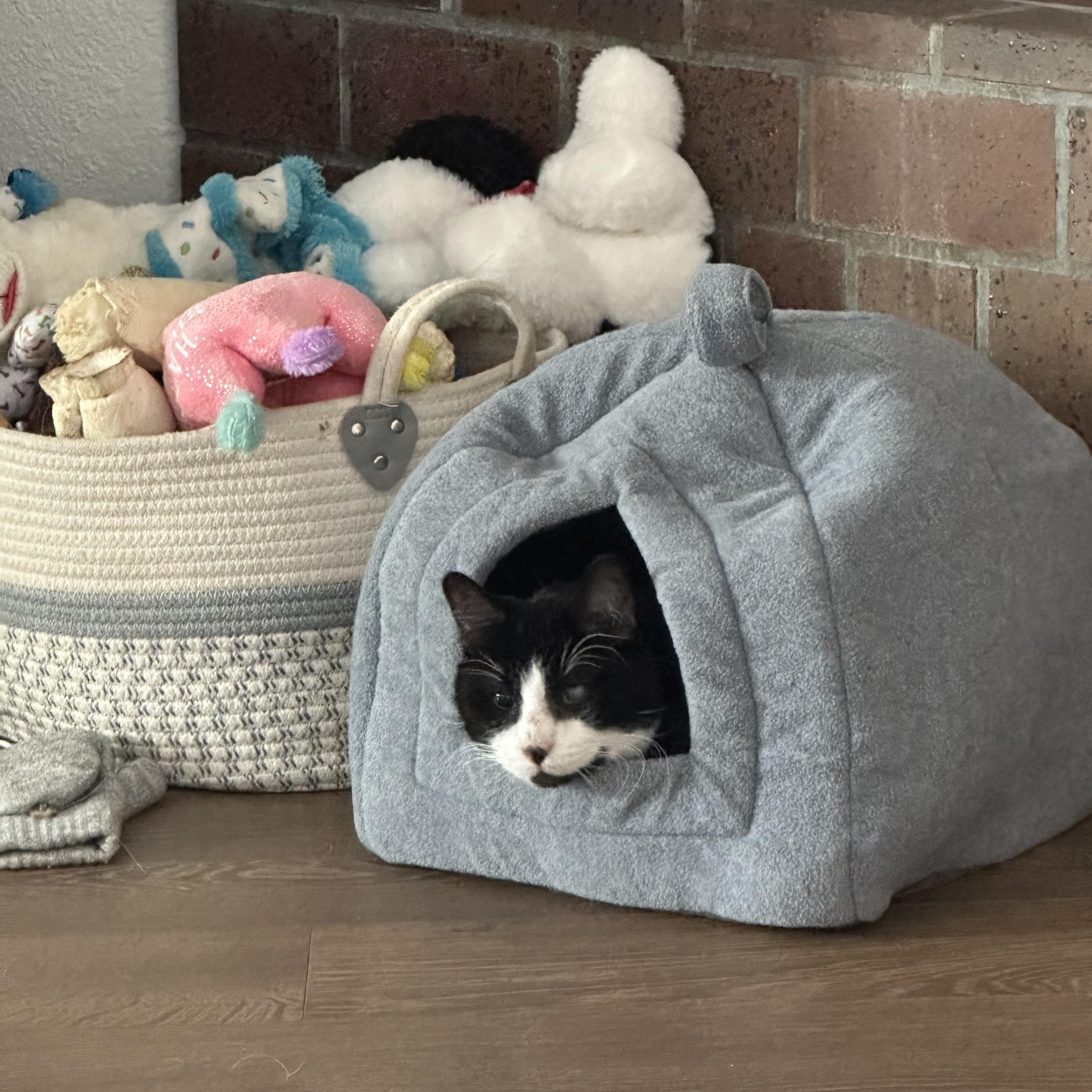 Peanut in Colorado — thumbnail 2