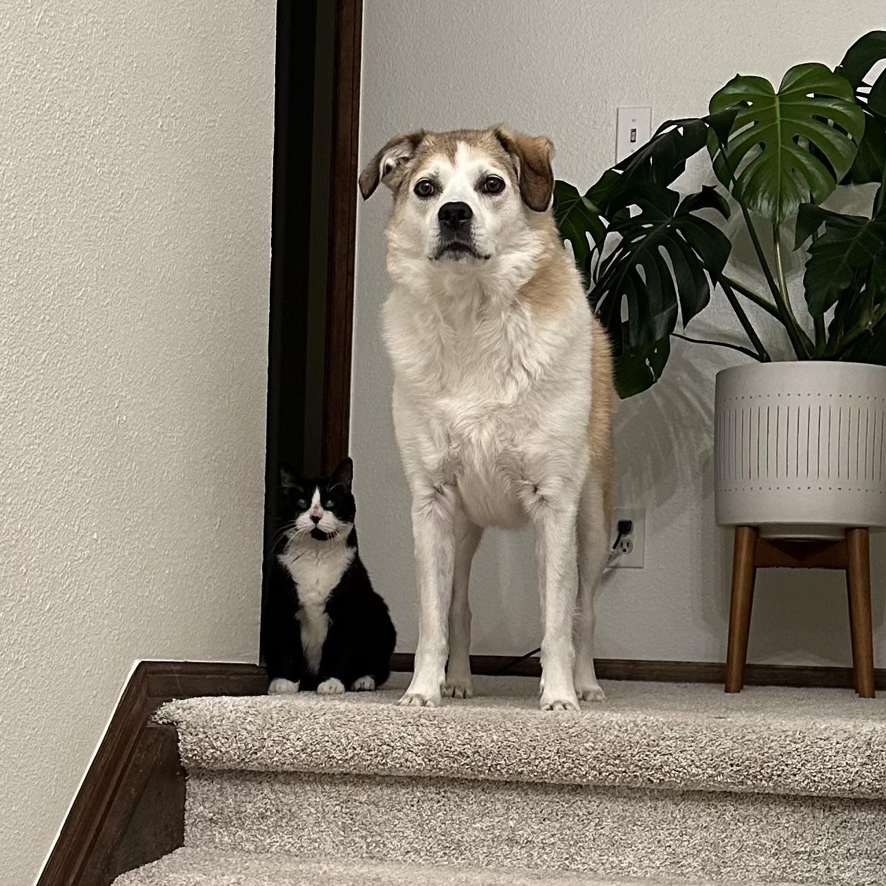 Enlarge Peanut in Colorado, a ADOPTABLE Domestic Short Hair in Boulder, CO image 4/6