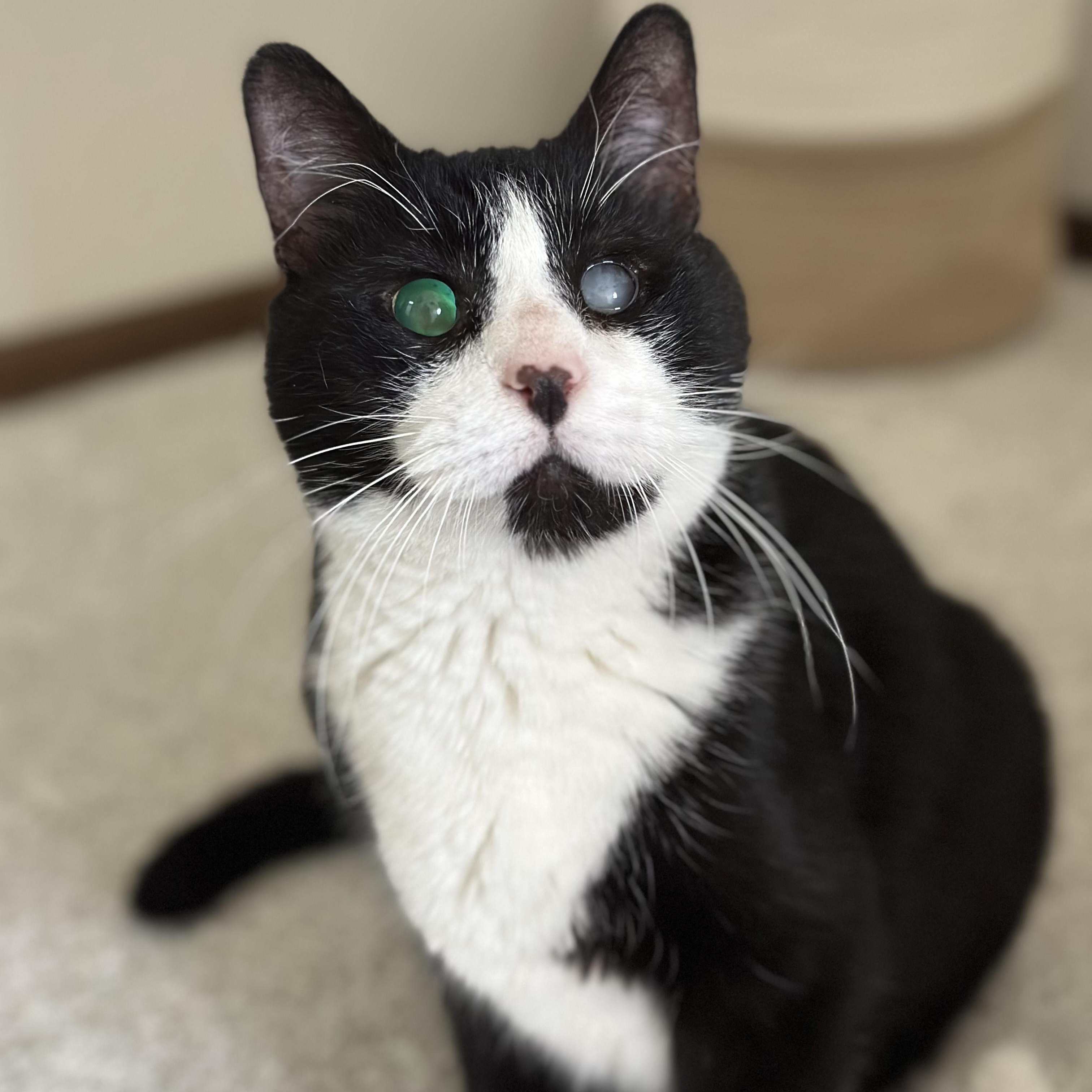 Enlarge Peanut in Colorado, a ADOPTABLE Domestic Short Hair in Boulder, CO image 2/6