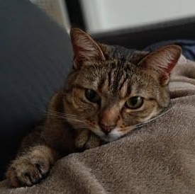 Enlarge Lola *COURTESY POST*, a ADOPTABLE mixed breed in Sacramento, CA image 2/2