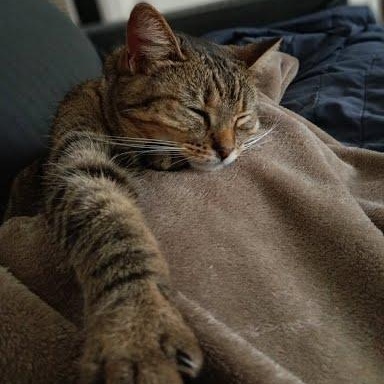 Enlarge Lola *COURTESY POST*, a ADOPTABLE mixed breed in Sacramento, CA image 1/2