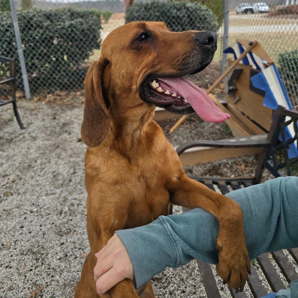 Hazelnut — thumbnail 2