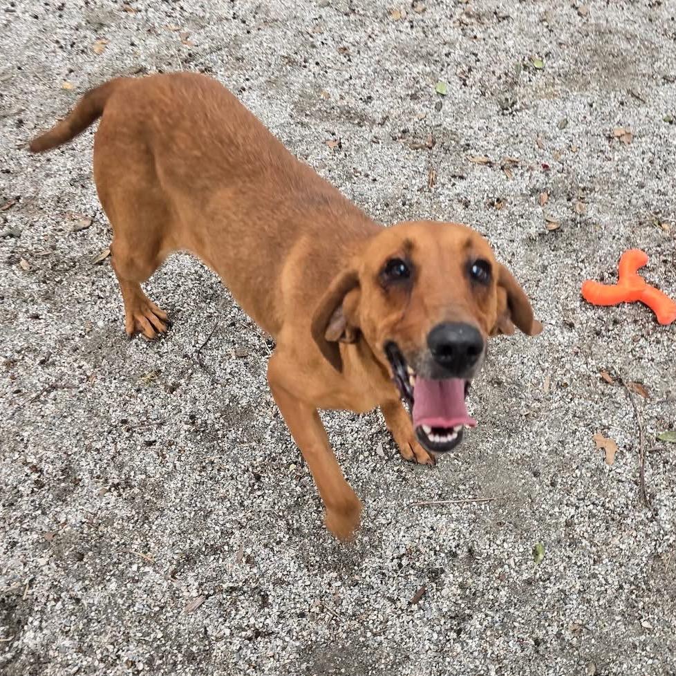 Hazelnut — thumbnail 3