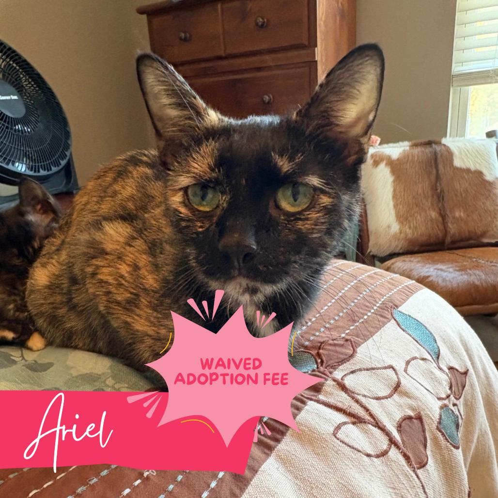 Ariel, Adoptable, Young Female Domestic Short Hair.