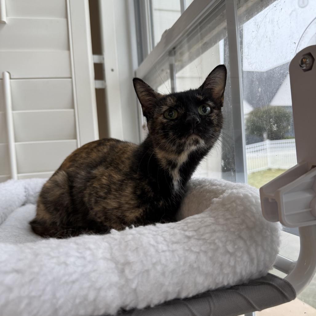 Enlarge Ariel, a Adoptable Domestic Short Hair in Chattanooga, TN image 2/6