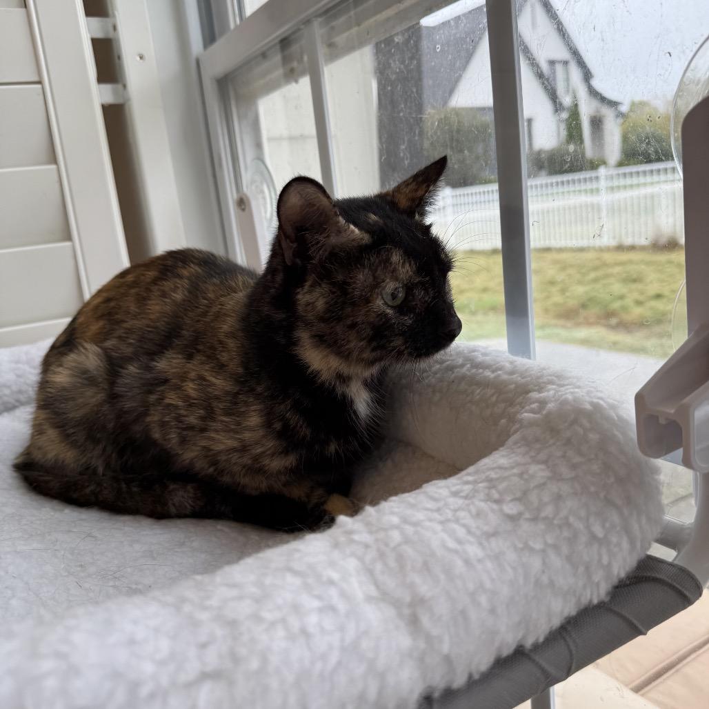 Enlarge Ariel, a Adoptable Domestic Short Hair in Chattanooga, TN image 3/6