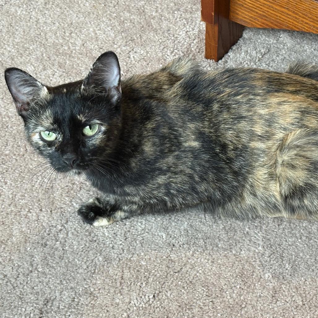 Enlarge Ariel, a Adoptable Domestic Short Hair in Chattanooga, TN image 5/6