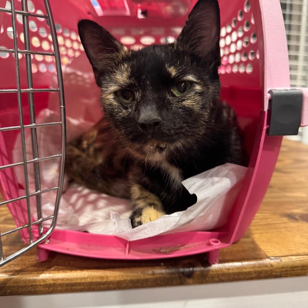 Enlarge Ariel, a Adoptable Domestic Short Hair in Chattanooga, TN image 4/6