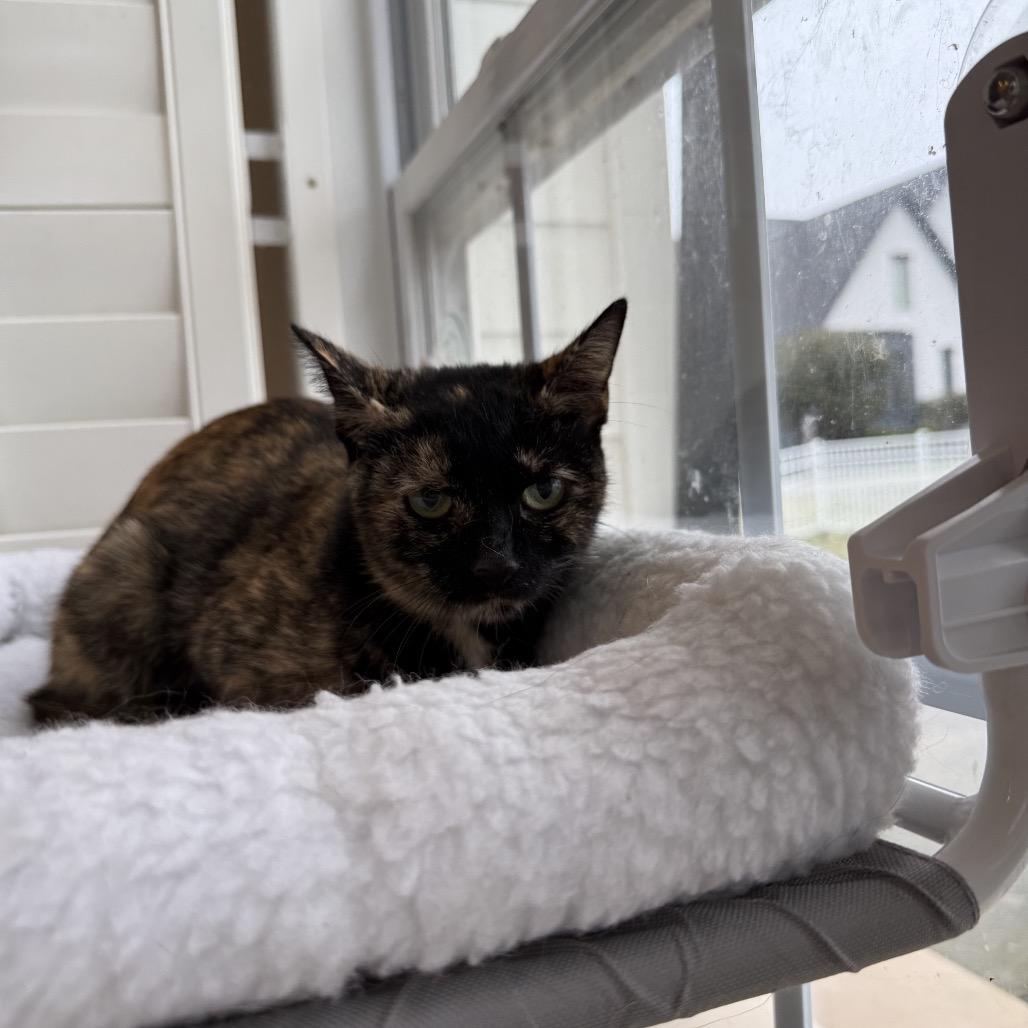 Enlarge Ariel, a Adoptable Domestic Short Hair in Chattanooga, TN image 5/6