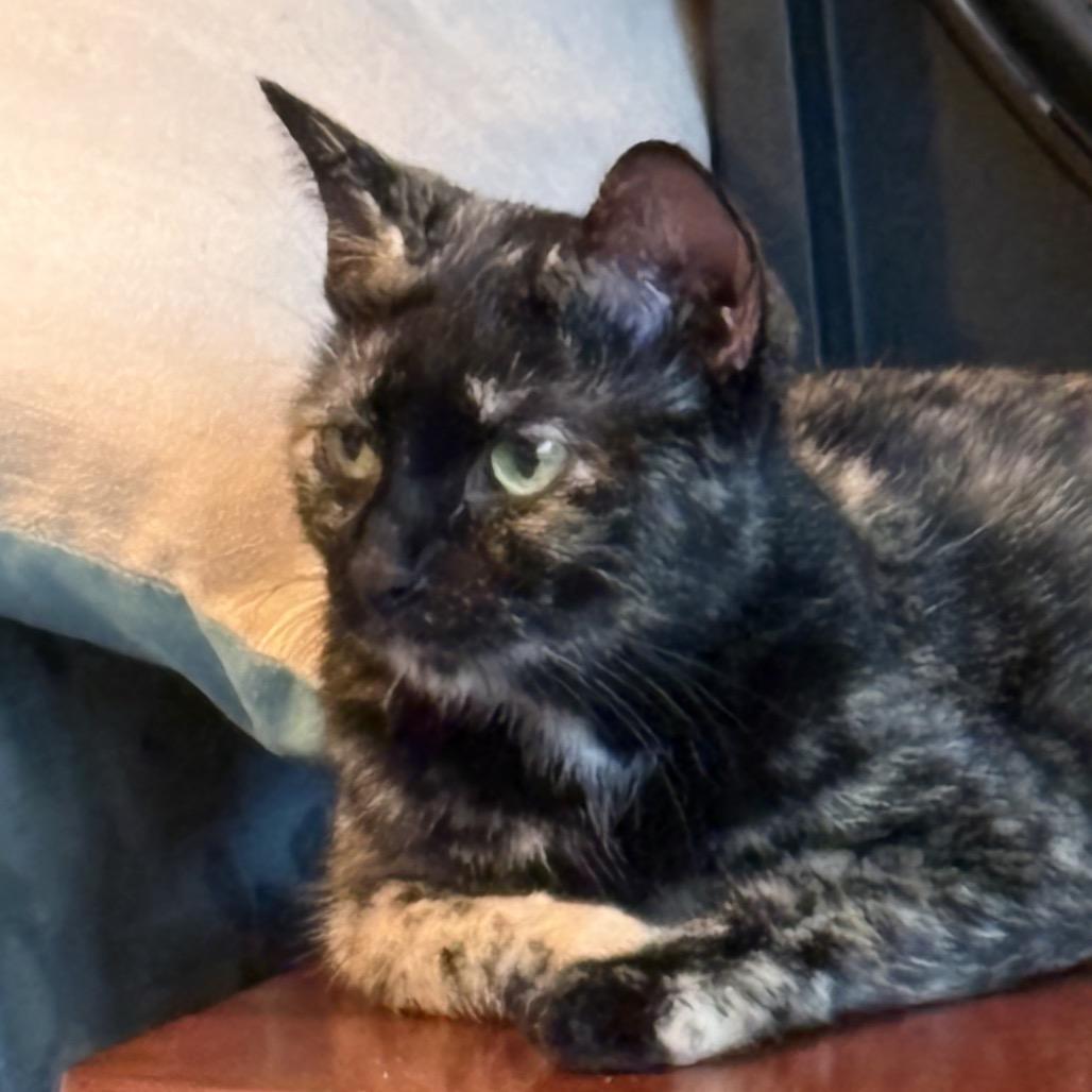 Enlarge Ariel, a Adoptable Domestic Short Hair in Chattanooga, TN image 2/6