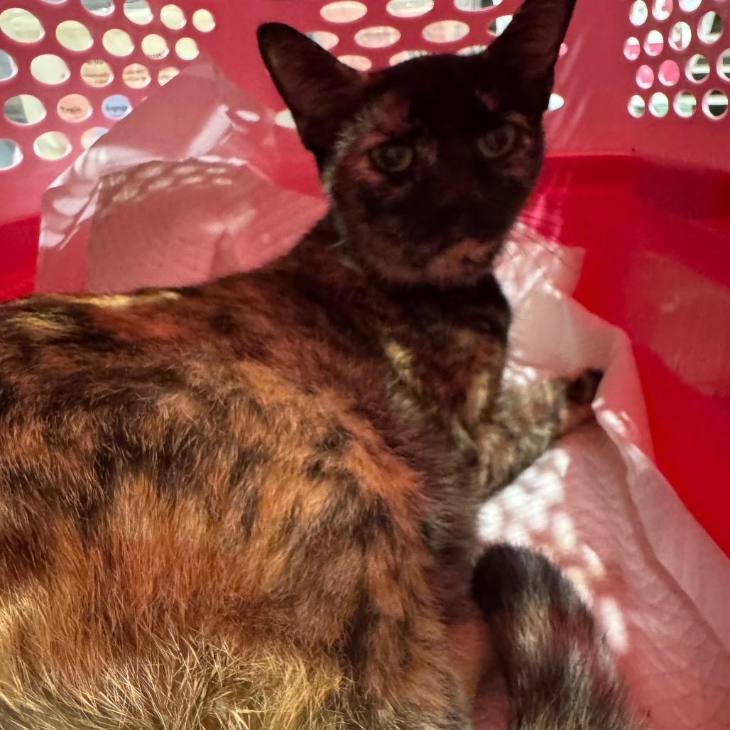 Enlarge Ariel, a Adoptable Domestic Short Hair in Chattanooga, TN image 6/6