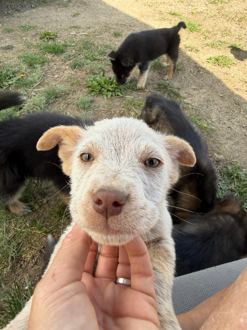 Hope, Adoptable, Puppy Female Mixed Breed.
