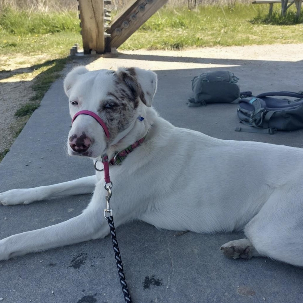 Enlarge Willow, an adopted mixed breed in Cedarburg, WI image 4/4