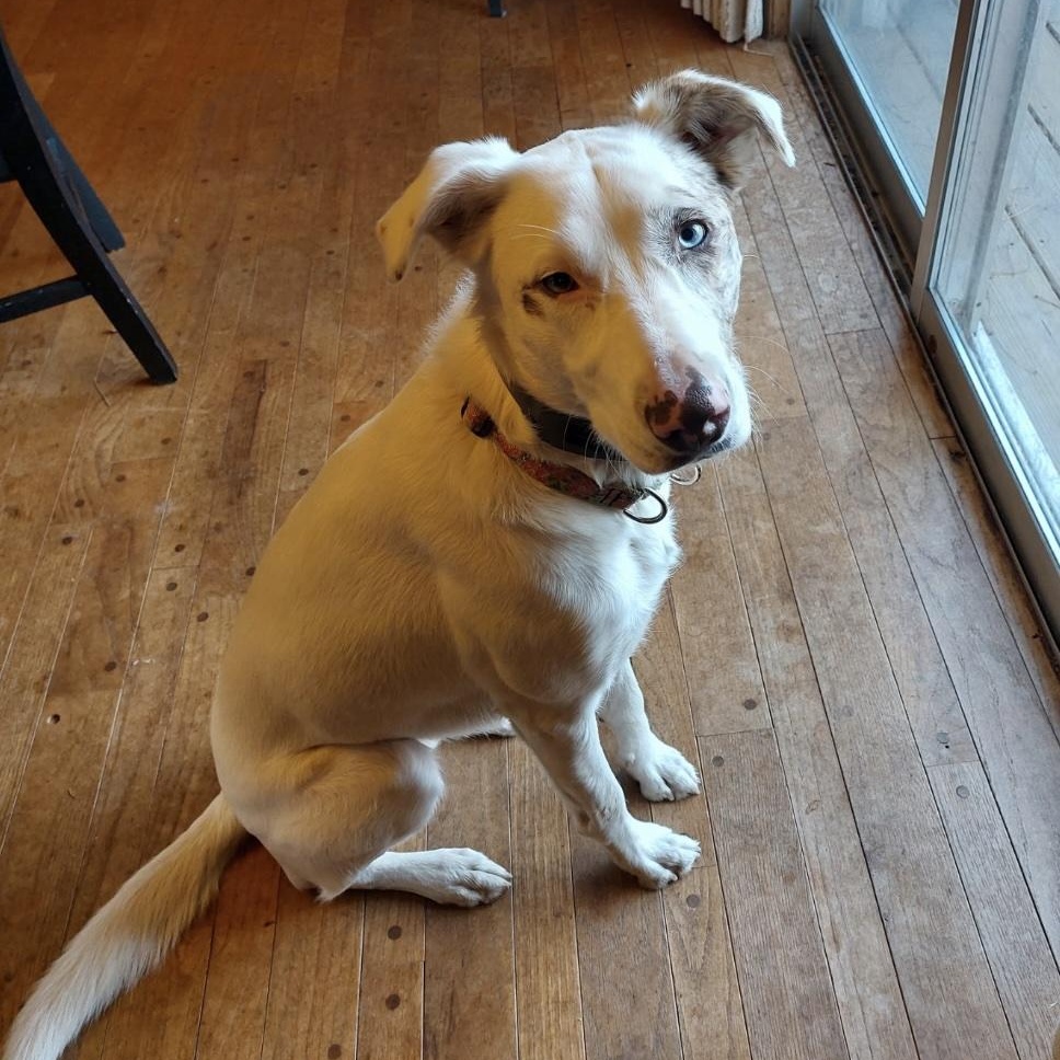 Willow, adopted, Young Female Australian Shepherd & Labrador Retriever.