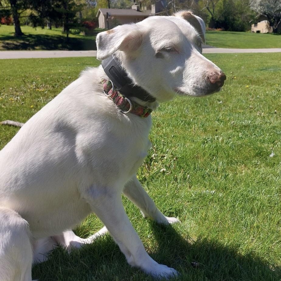 Enlarge Willow, an adopted mixed breed in Cedarburg, WI image 3/4