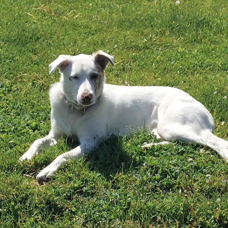 Enlarge Willow, an adopted mixed breed in Cedarburg, WI image 2/4