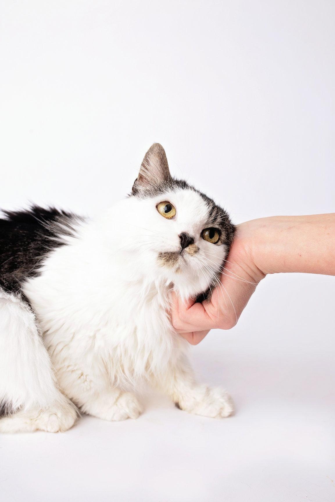 Enlarge Augusta, a Adopted Domestic Long Hair in Nashville, TN image 1/3