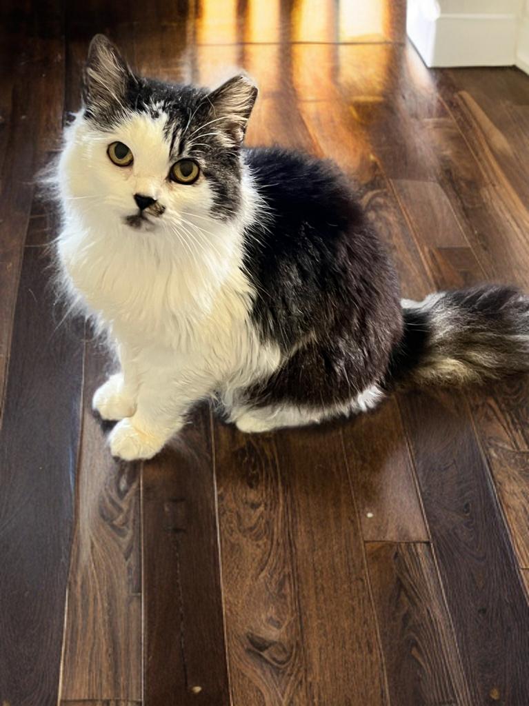 Enlarge Augusta, a Adopted Domestic Long Hair in Nashville, TN image 2/3
