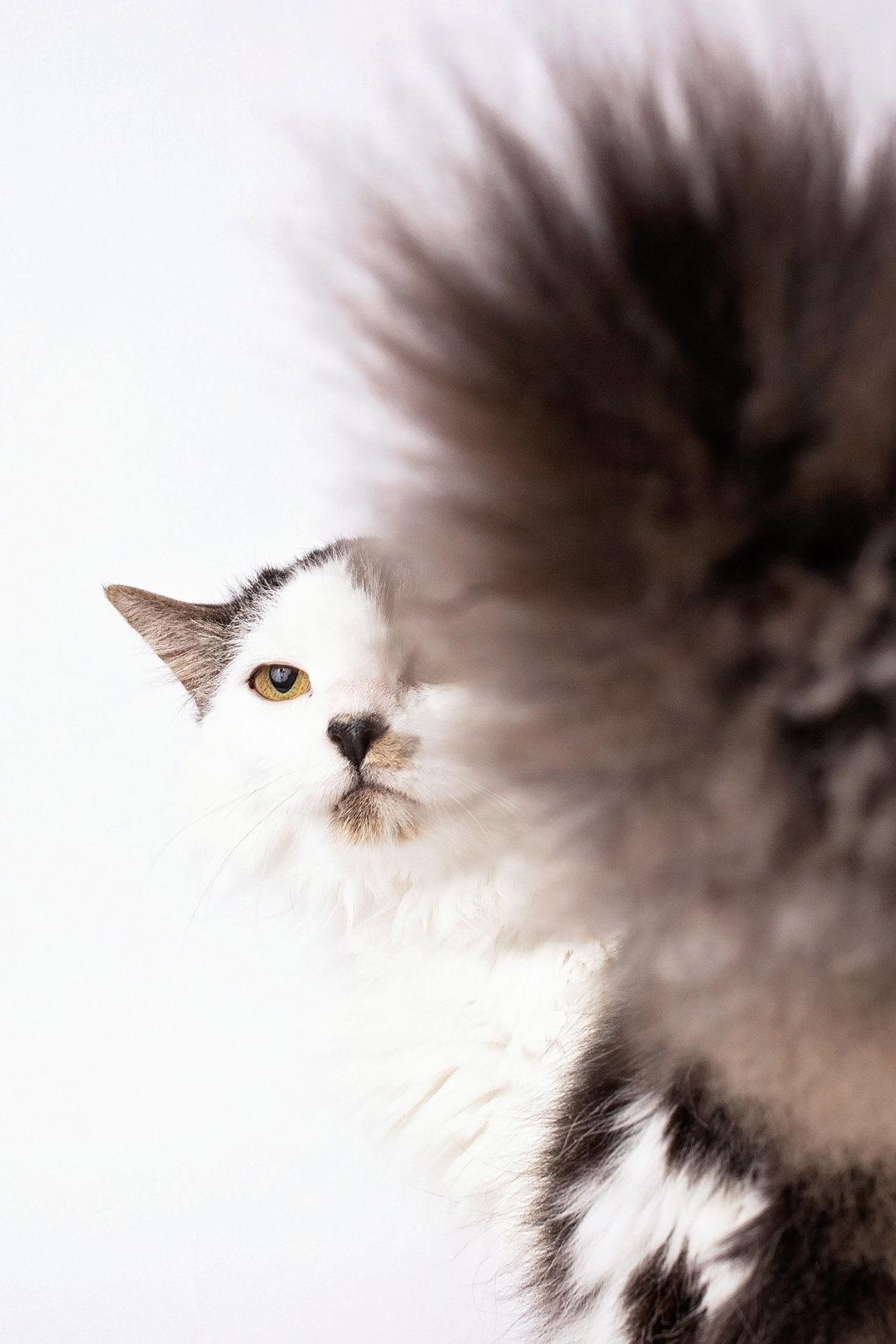 Enlarge Augusta, a Adopted Domestic Long Hair in Nashville, TN image 3/3