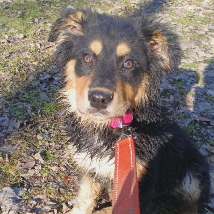 Enlarge Rita, a Adoptable mixed breed in Greenville, PA image 1/2