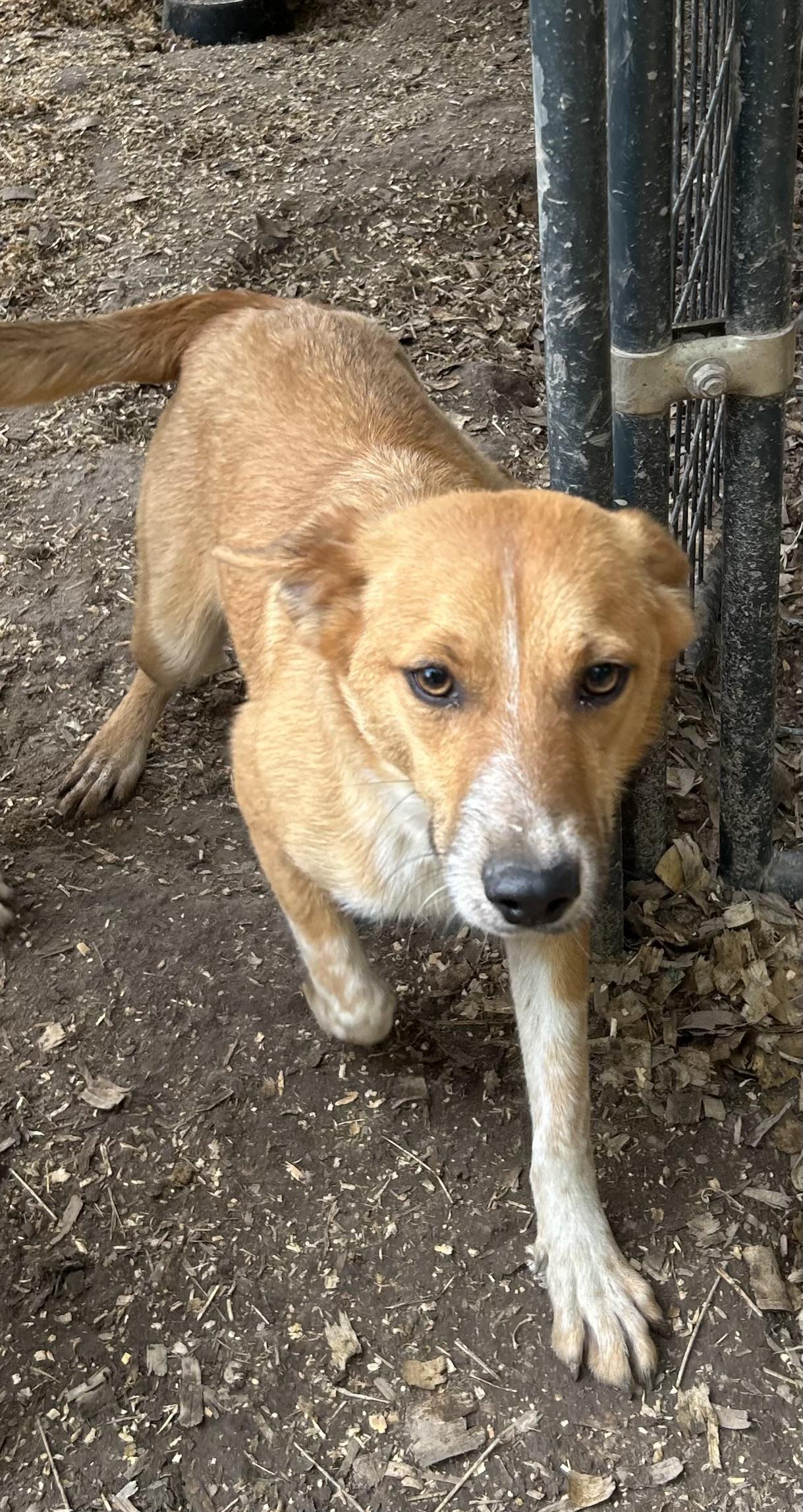 Charlie, ADOPTABLE, Young Male Beagle.