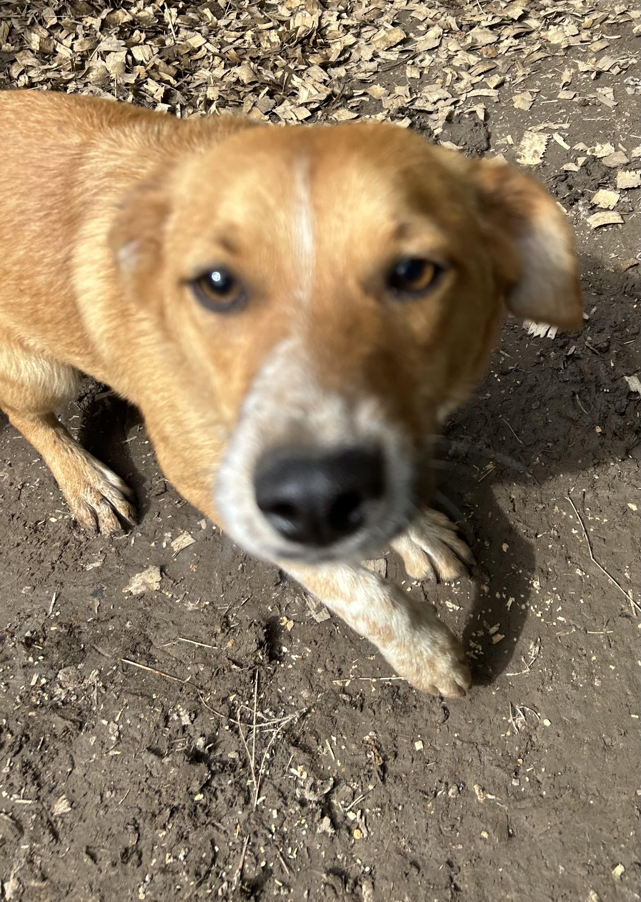 Enlarge Charlie, a ADOPTABLE mixed breed in Pine Bluff, AR image 2/2