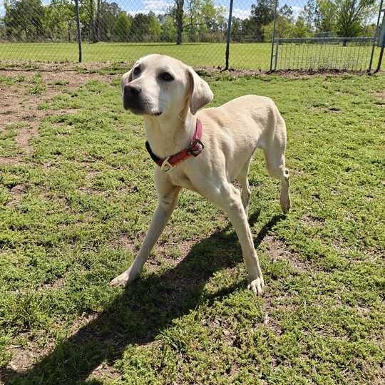 Enlarge Shylo, a ADOPTABLE mixed breed in Valdosta, GA image 4/4