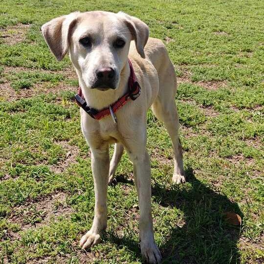 Enlarge Shylo, a ADOPTABLE mixed breed in Valdosta, GA image 2/4