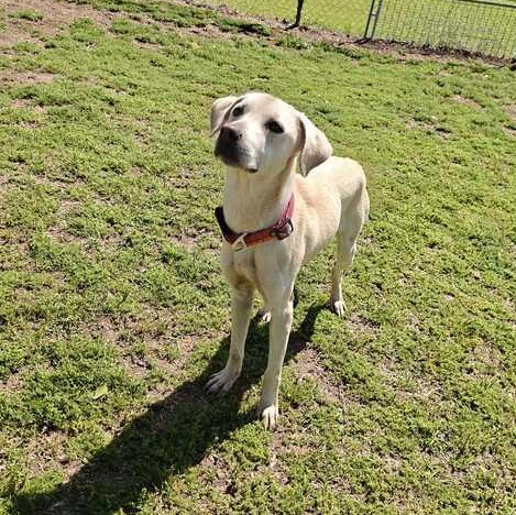Enlarge Shylo, a ADOPTABLE mixed breed in Valdosta, GA image 3/4