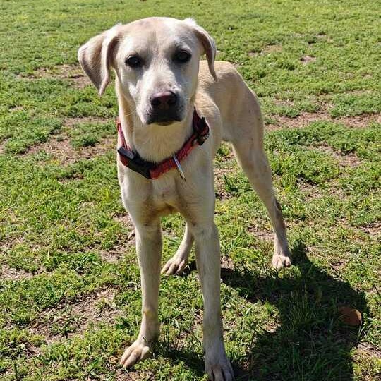 Shylo, ADOPTABLE, Adult Male Labrador Retriever.