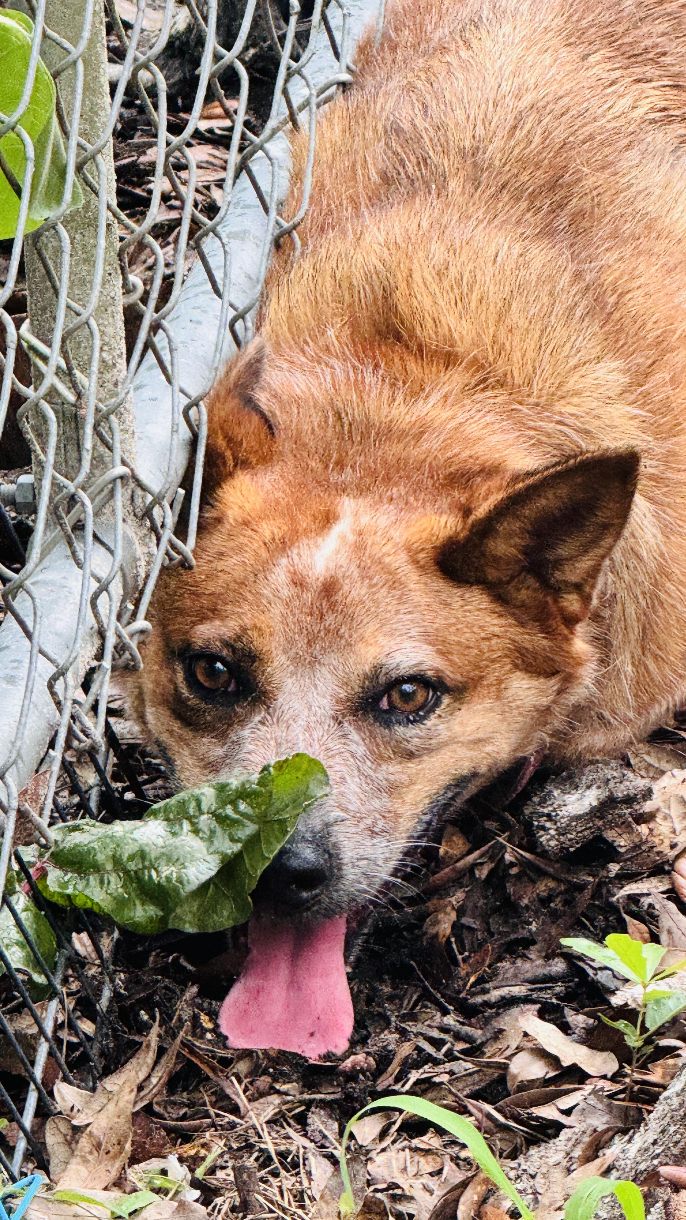 Enlarge Kate, a ADOPTABLE Australian Cattle Dog / Blue Heeler in Jacksonville, FL image 3/5