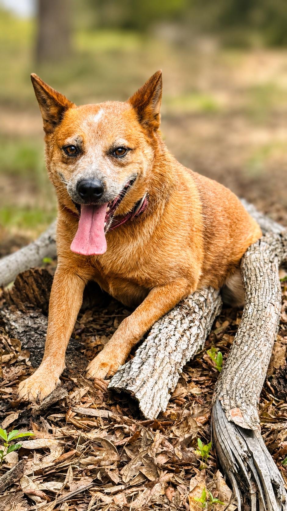 Enlarge Kate, a ADOPTABLE Australian Cattle Dog / Blue Heeler in Jacksonville, FL image 2/5