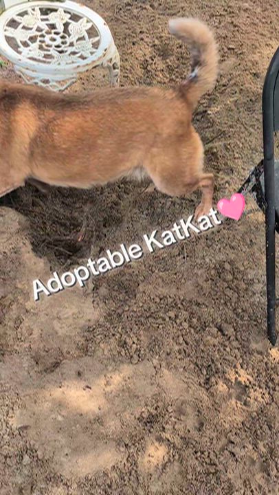 Enlarge Kat, a Adoptable Australian Cattle Dog / Blue Heeler in Nahunta, GA video 6/6