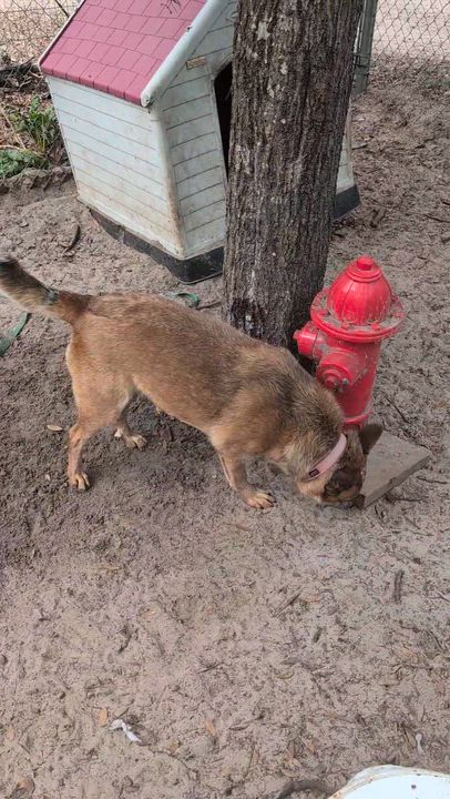 Enlarge Kate, a ADOPTABLE Australian Cattle Dog / Blue Heeler in Jacksonville, FL video 4/5