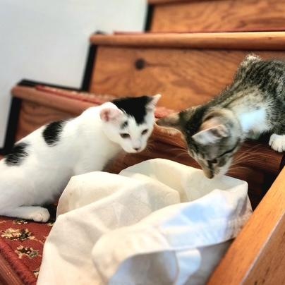 Winston & Gastonia (bonded