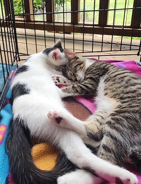 Winston & Gastonia (bonded thumbnail 2